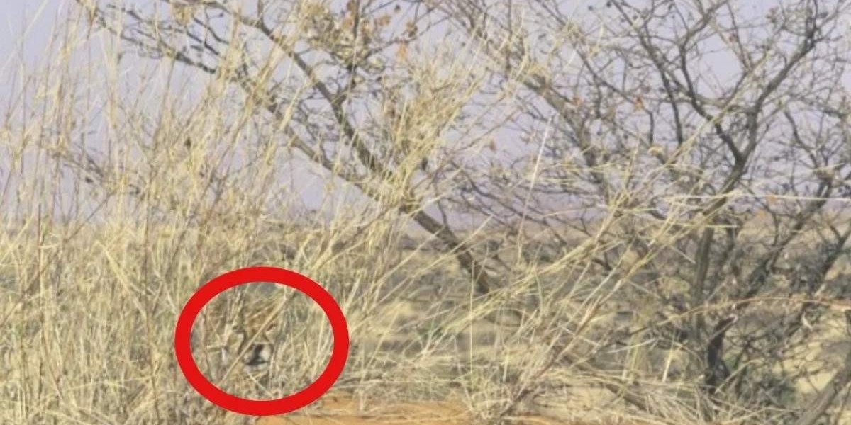 hayvan bulma testi sonucu