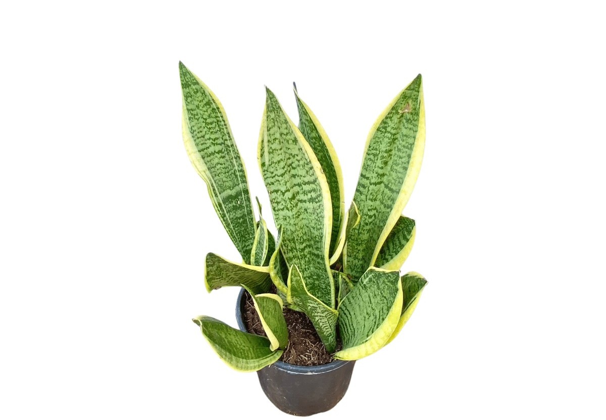 paşa kılıcı bitkisi faydaları