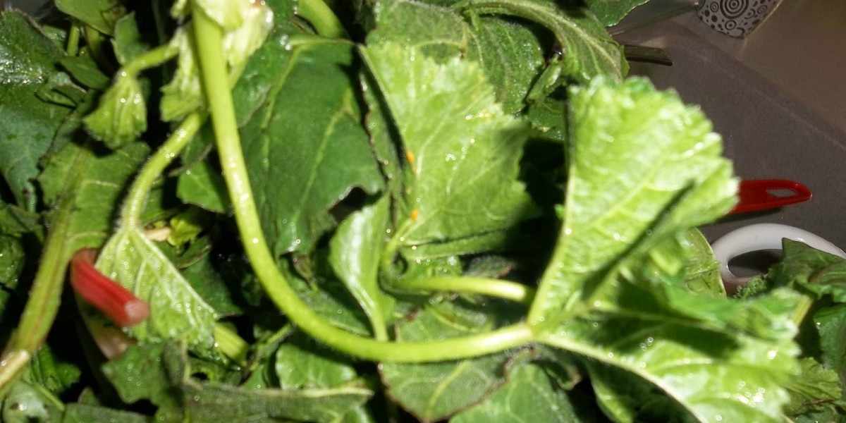 yabani pazı otu faydaları