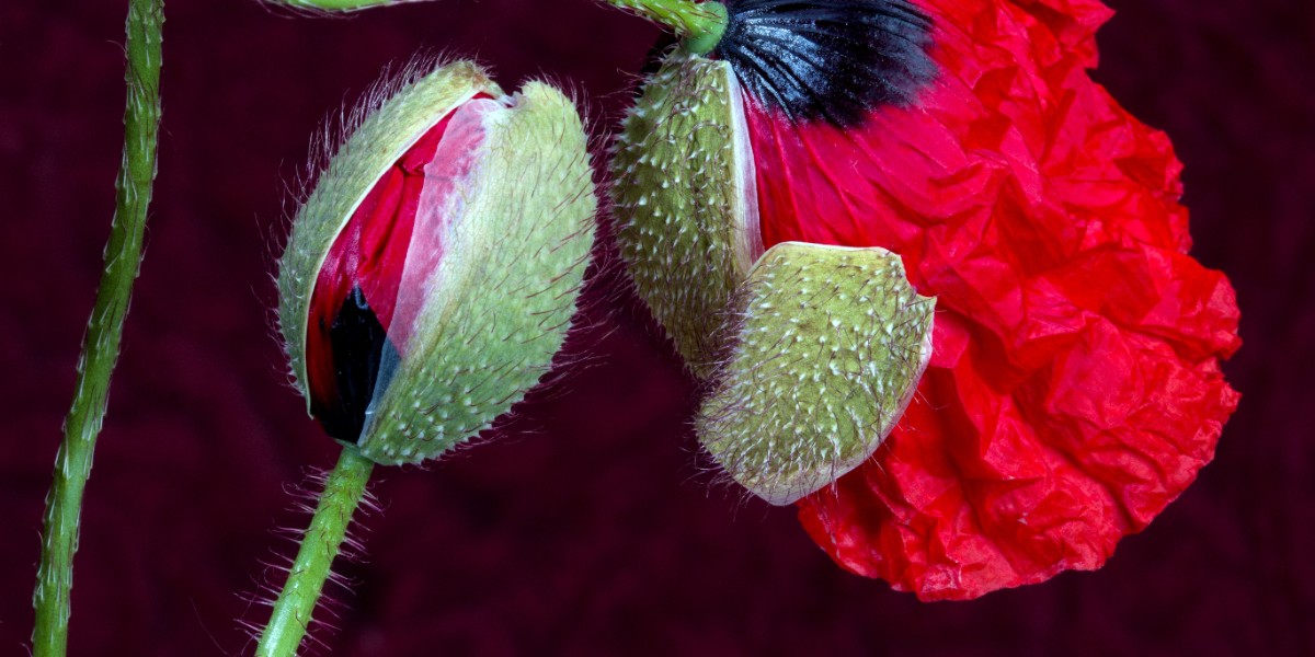 gelincik çiçeği doğal saç boyası