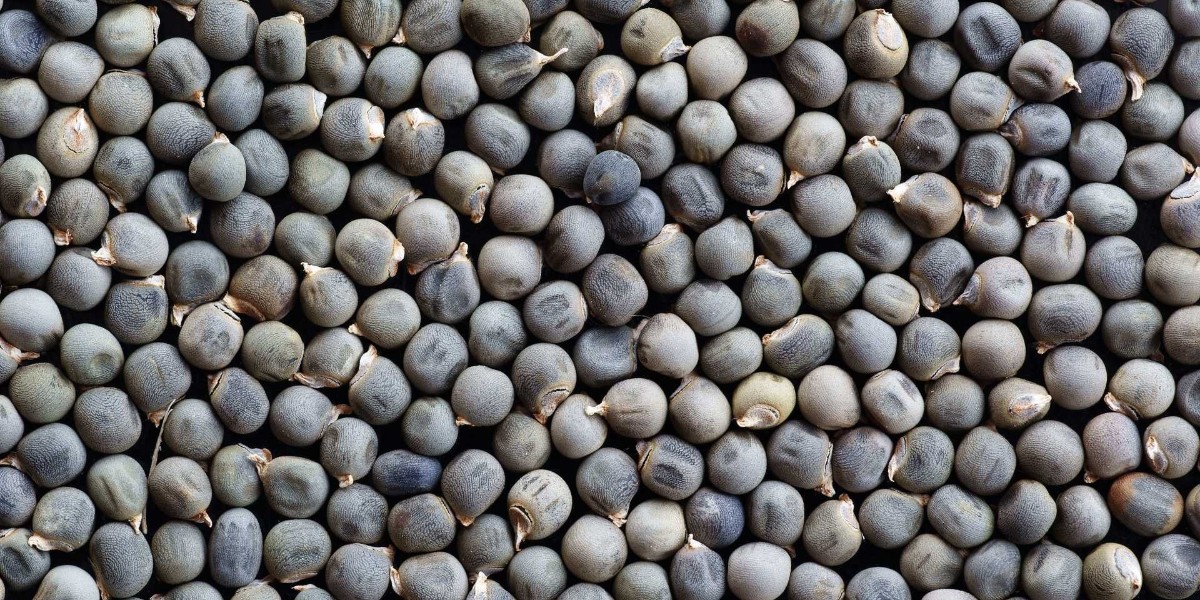 kansere karşı koruma sağlayan bitki