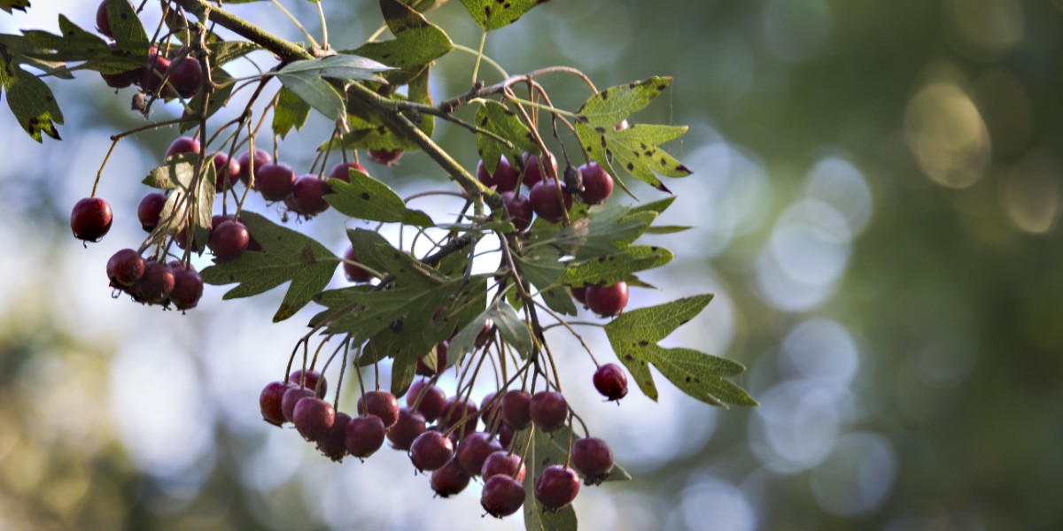 alıç sirkesi faydaları