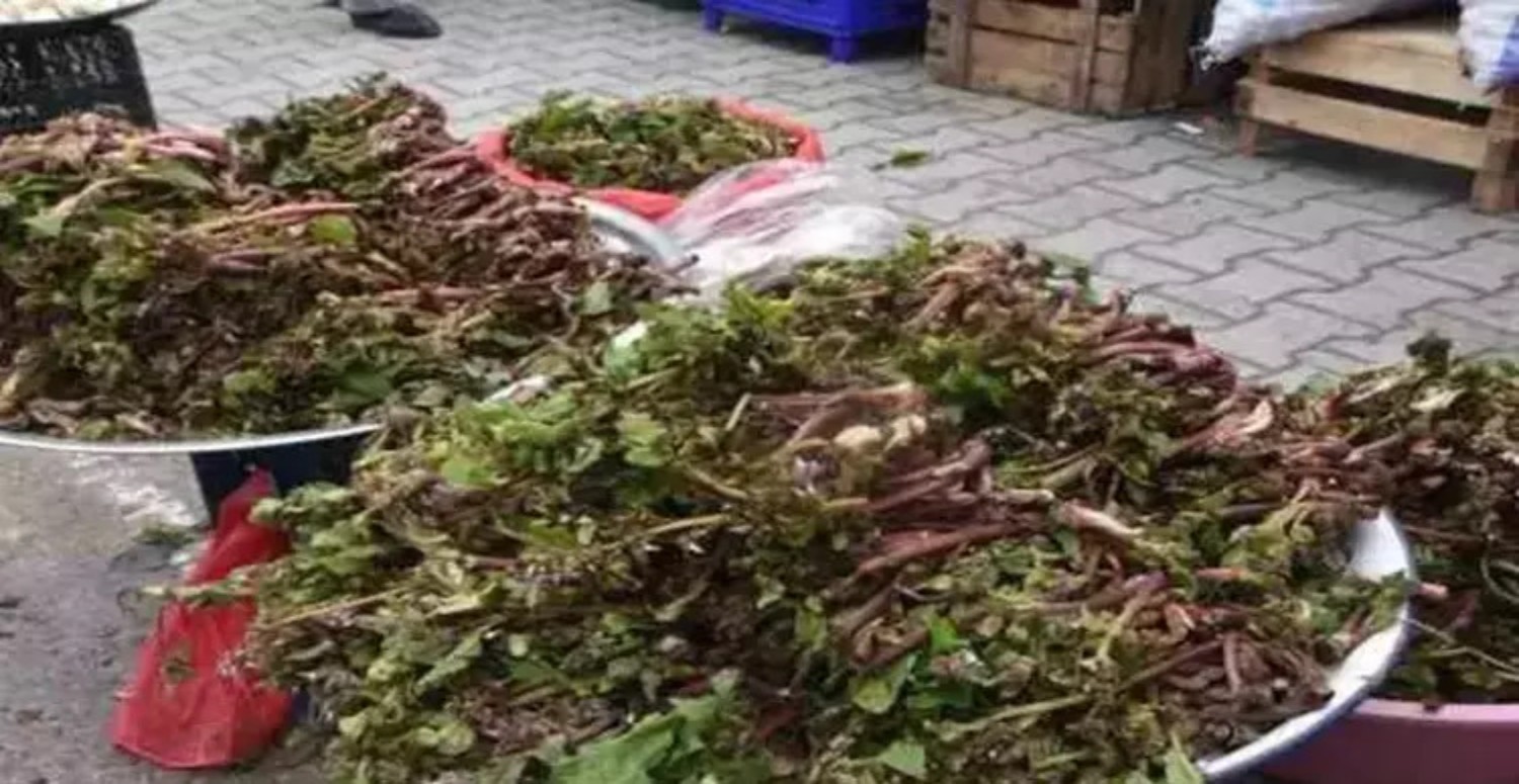 Uykusuzluk ve depresyonu yok eden bitki! Adını bilen dahi yok: Etkisi yumurtayla ikiye katlanıyor