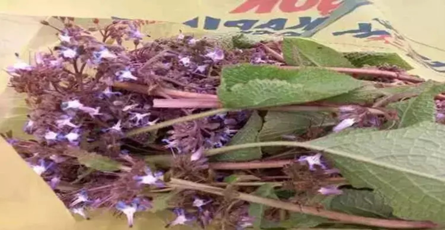 Uykusuzluk ve depresyonu yok eden bitki! Adını bilen dahi yok: Etkisi yumurtayla ikiye katlanıyor