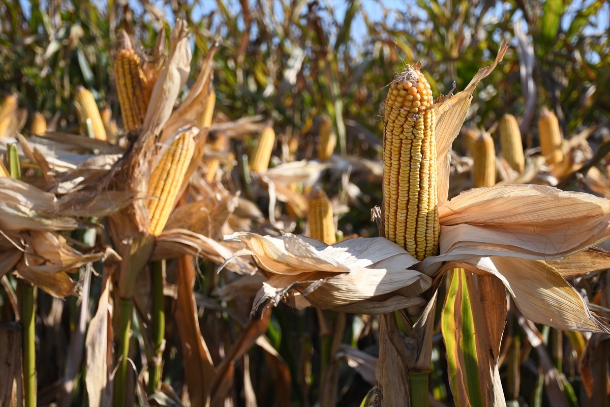 Adana'da kale cinsi mısırın tanıtılması ve ekiminin yaygınlaştırması amacıyla hayata geçirilen...