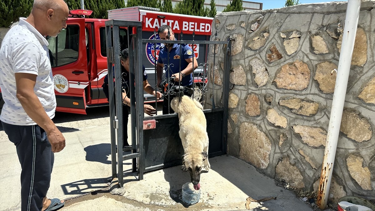 Adıyaman'ın Kahta ilçesinde demir kapının parmaklıklarına sıkışan köpeği itfaiye ekibi...