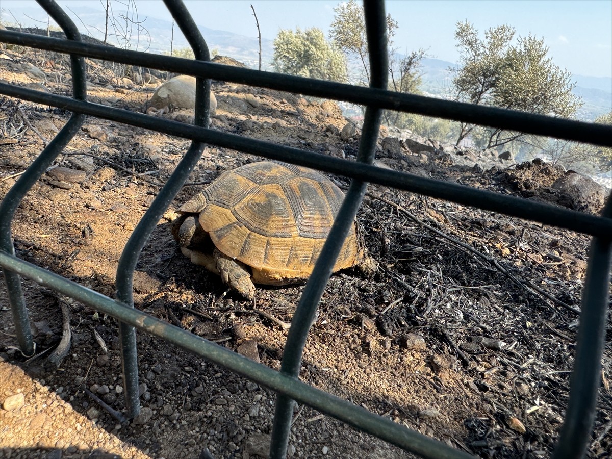 Aydın'da zeytinlik ve otluk alanda çıkan yangın, havadan ve karadan müdahaleyle kontrol altına...