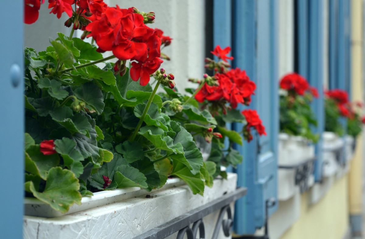 Çiçekleriniz Solmasın