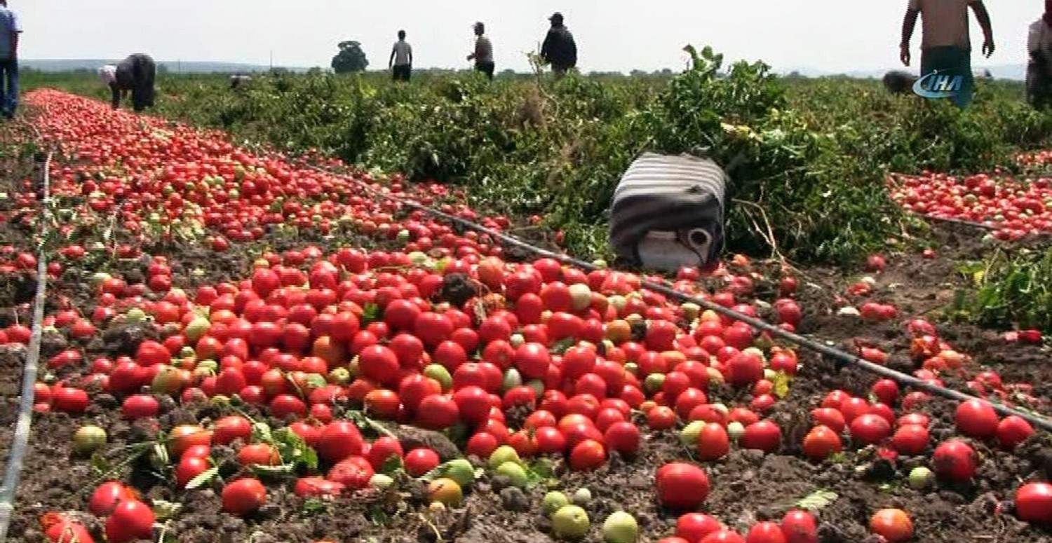 domates fiyatları