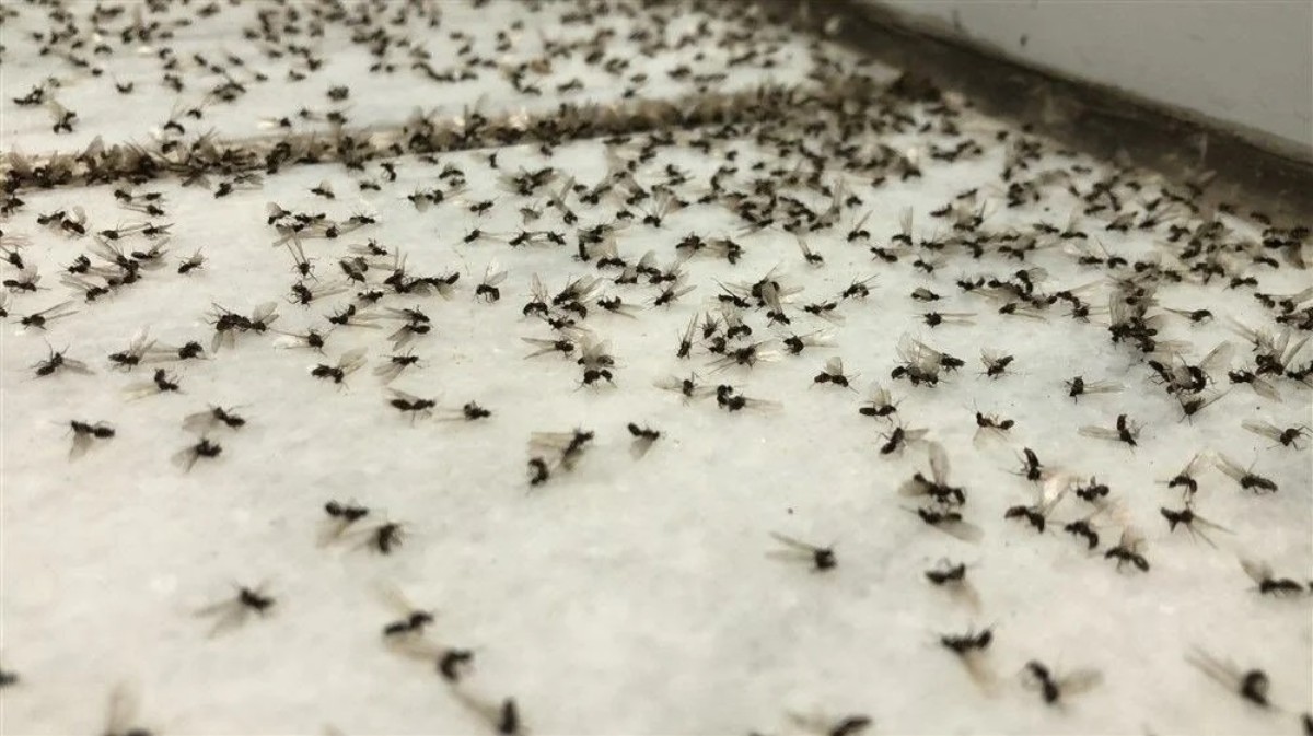 Evdeki küçük sineklerden kurtulmanın basit yolu