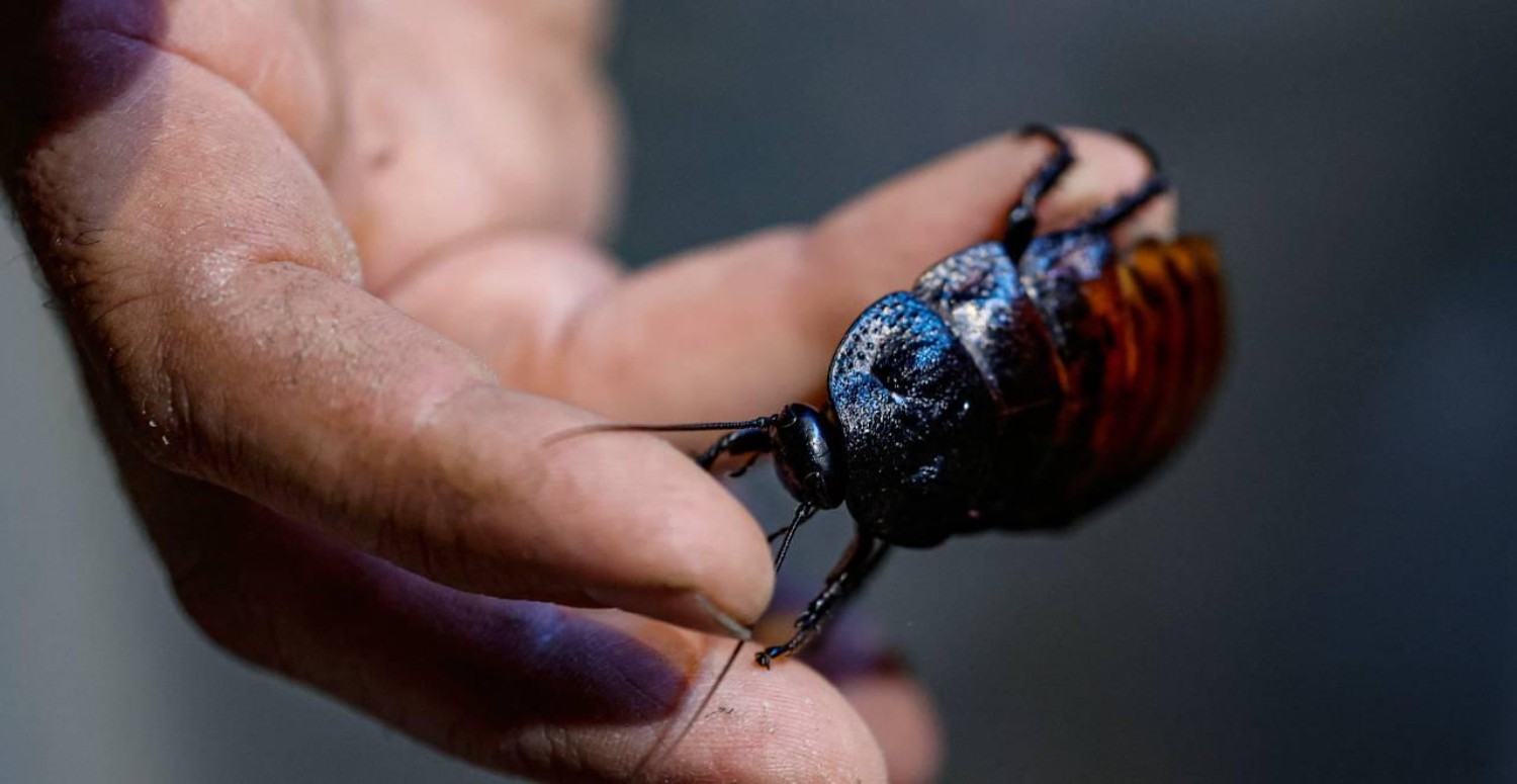 Hamamböceklerini kaçıran basit tüyo! Böcek ilacı kullanmadan hemen yok ediyor