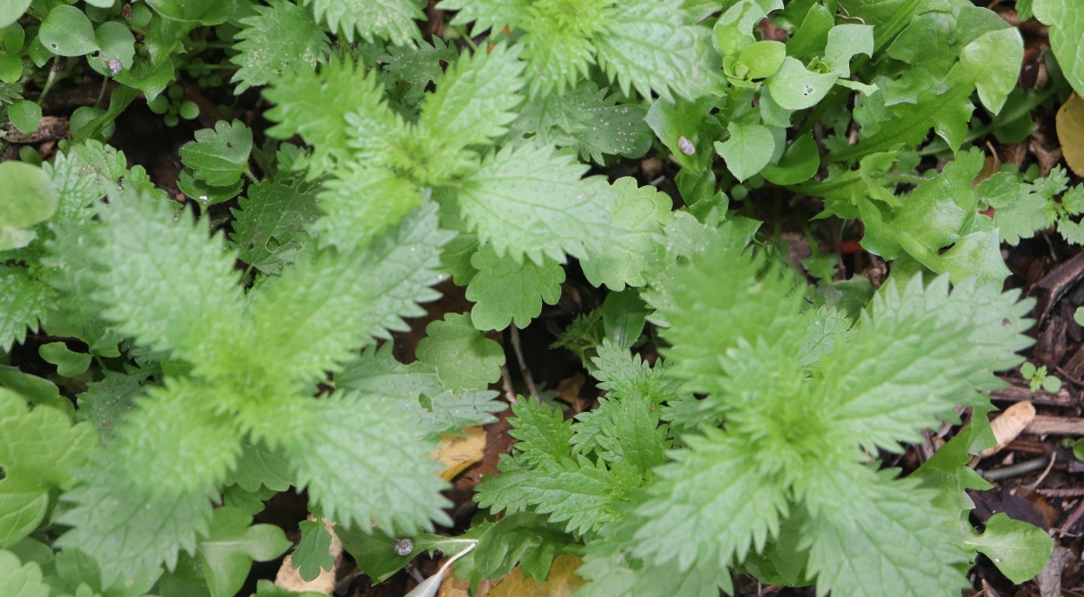 ısırgan otunun faydaları