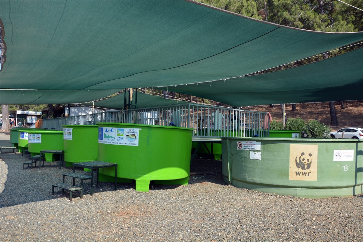 Muğla'nın Ortaca ilçesindeki Deniz Kaplumbağaları Araştırma, Kurtarma ve Rehabilitasyon...