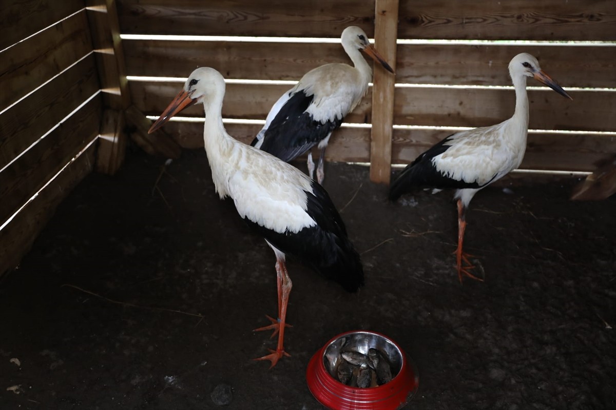 Samsun'un Kızılırmak Deltası Kuş Cenneti'nde bulunan Yabani Hayvanlar İlk Yardım Ünitesi'nde, bir...