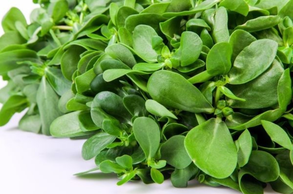 semizotunun faydaları