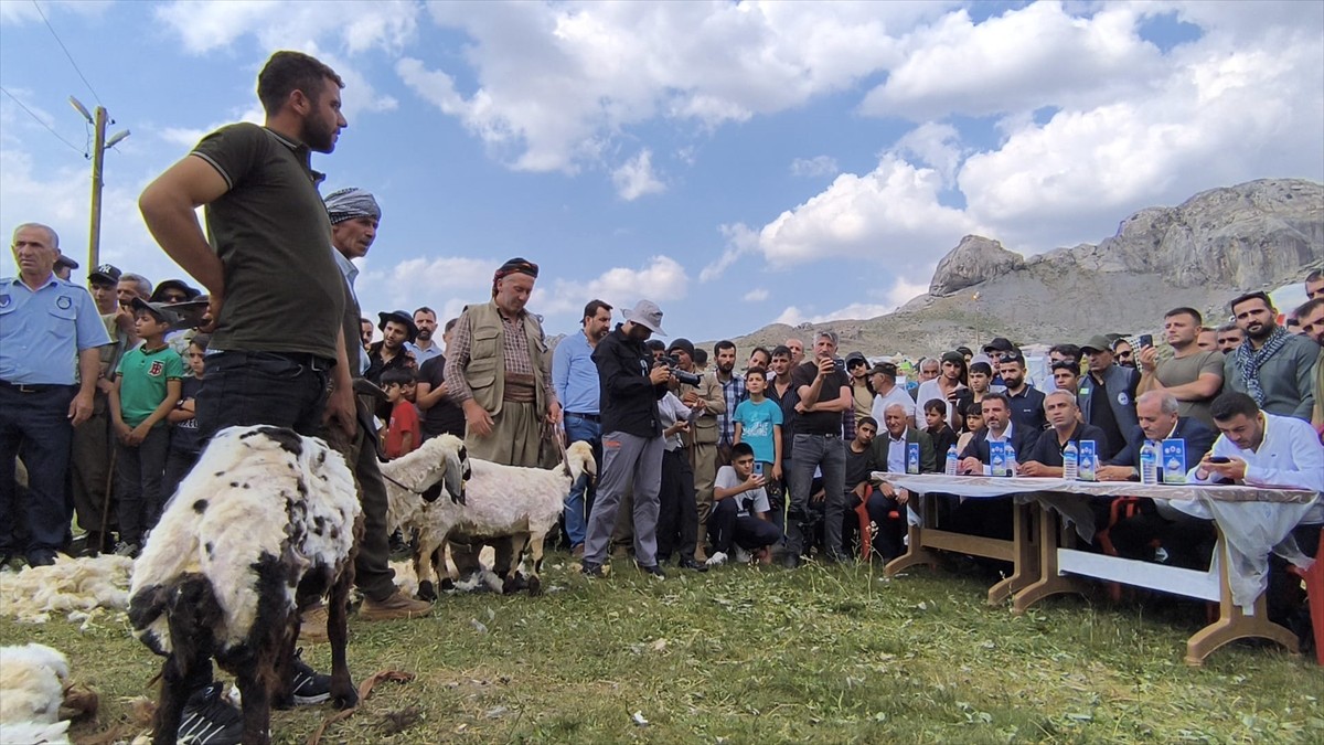 Şırnak'ın Beytüşşebap ilçesinde düzenlenen "Geleneksel Kuzu Kırpma Kültür ve Yayla Festivali"...