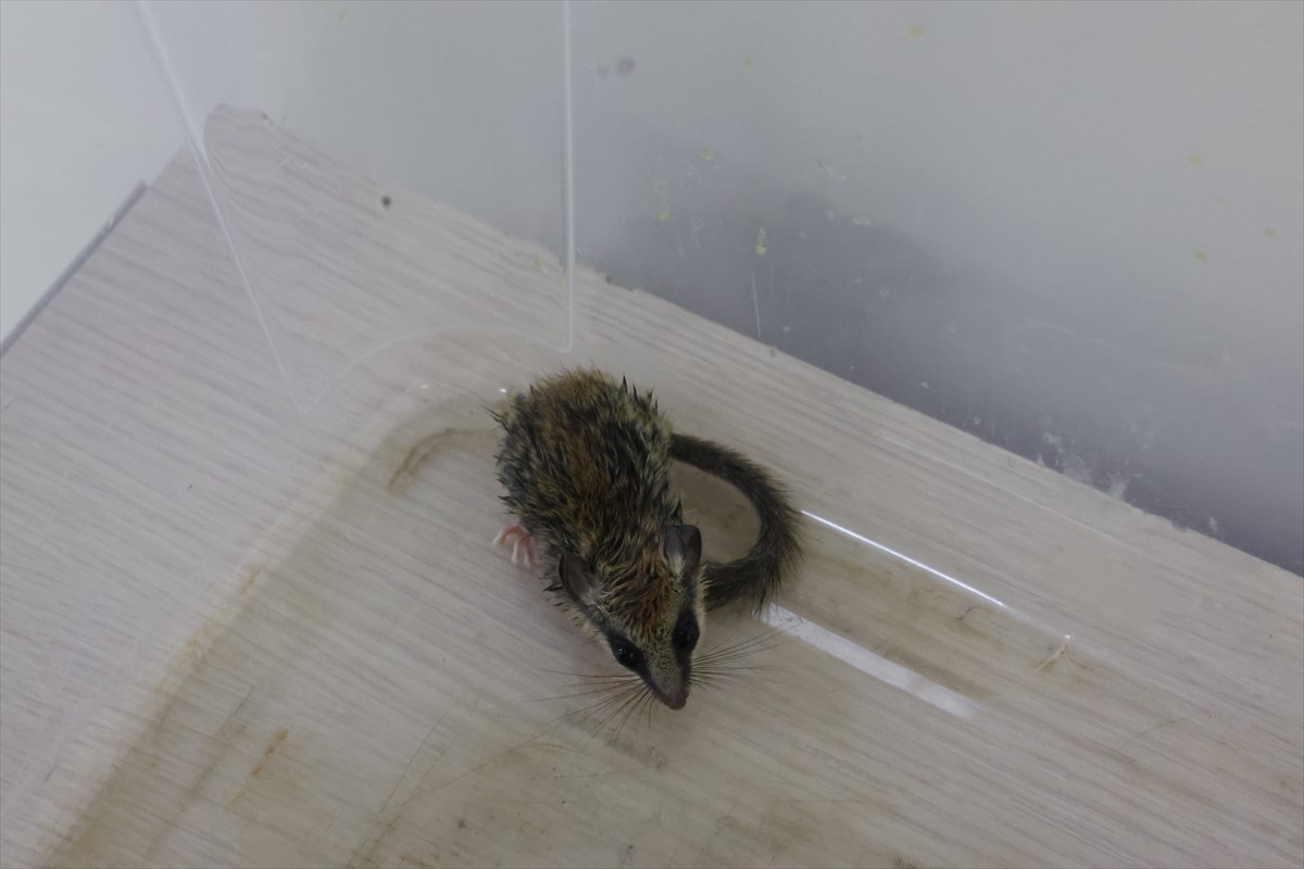 Sivas'ta fareye benzeyen kemirgengillerden nesli tehlike altında olan ağaç yediuyuru (dryomys...