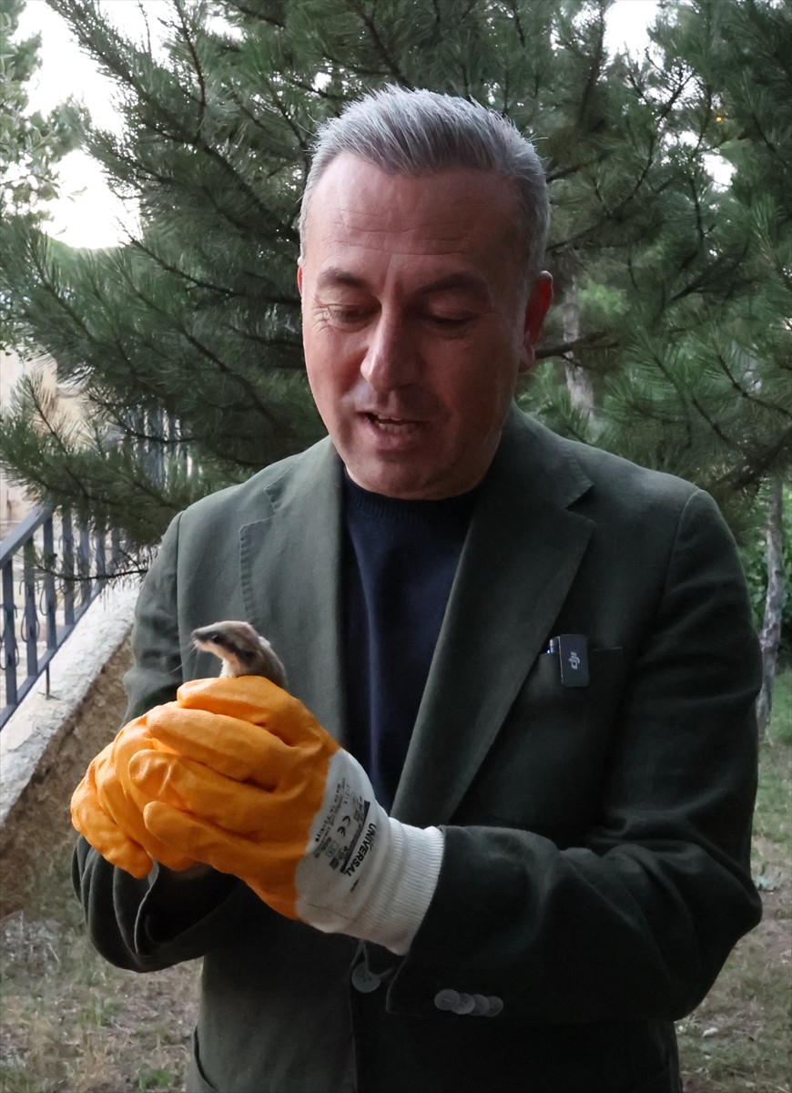 Sivas'ta fareye benzeyen kemirgengillerden nesli tehlike altında olan ağaç yediuyuru (dryomys...