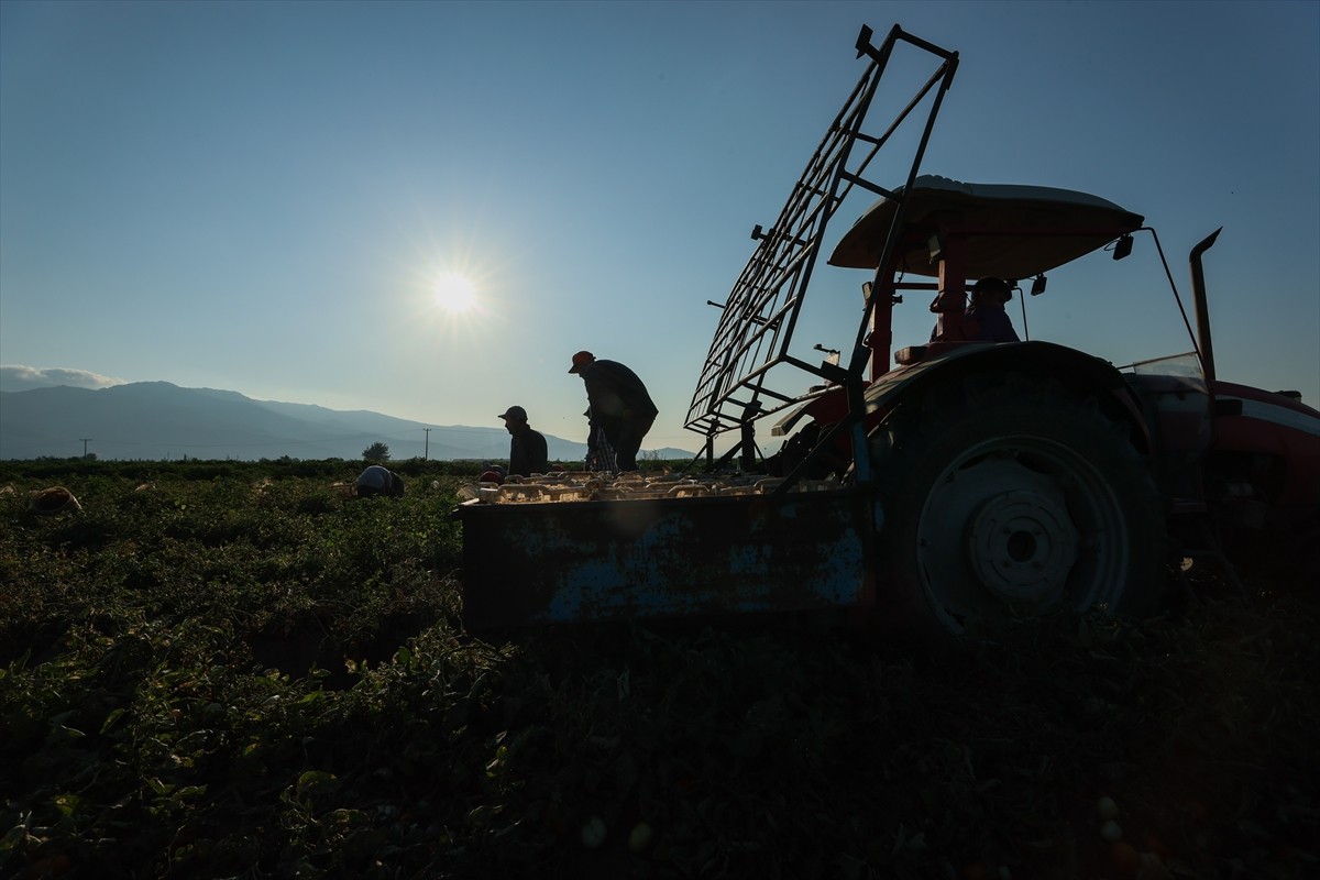 Türkiye'nin önemli tarım havzalarından İzmir'deki ovalarda yetiştirilen ve kavurucu sıcakta hasat...