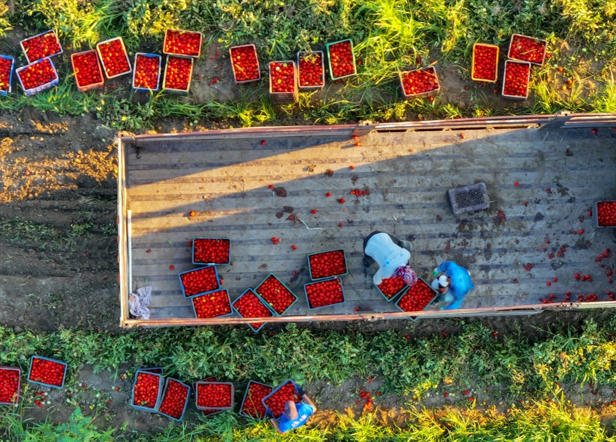Türkiye'nin önemli tarım havzalarından İzmir'deki ovalarda yetiştirilen ve kavurucu sıcakta hasat...