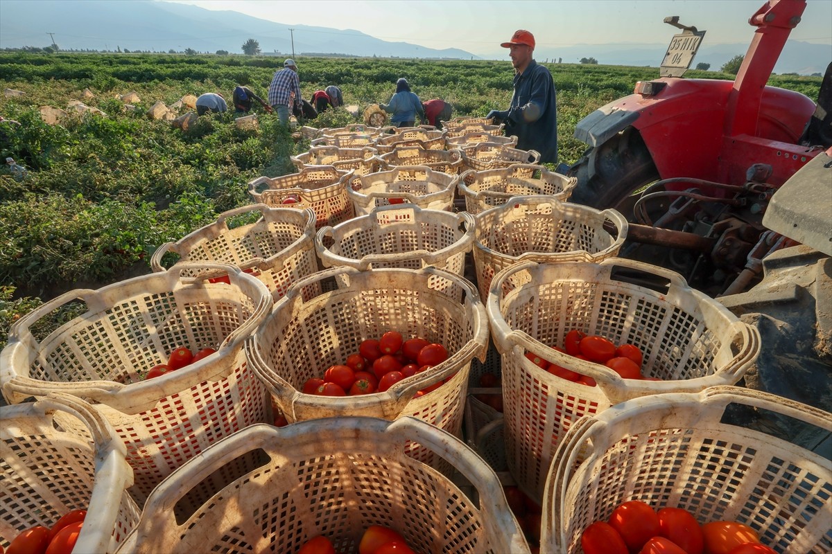Türkiye'nin önemli tarım havzalarından İzmir'deki ovalarda yetiştirilen ve kavurucu sıcakta hasat...
