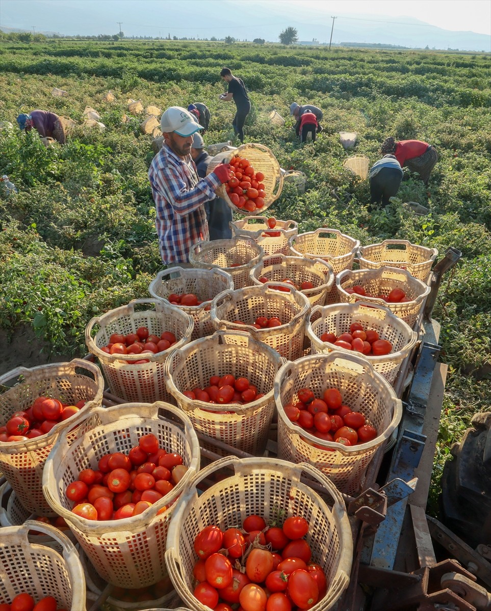 Türkiye'nin önemli tarım havzalarından İzmir'deki ovalarda yetiştirilen ve kavurucu sıcakta hasat...