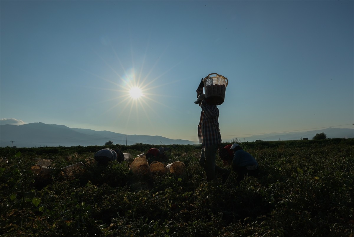 Türkiye'nin önemli tarım havzalarından İzmir'deki ovalarda yetiştirilen ve kavurucu sıcakta hasat...