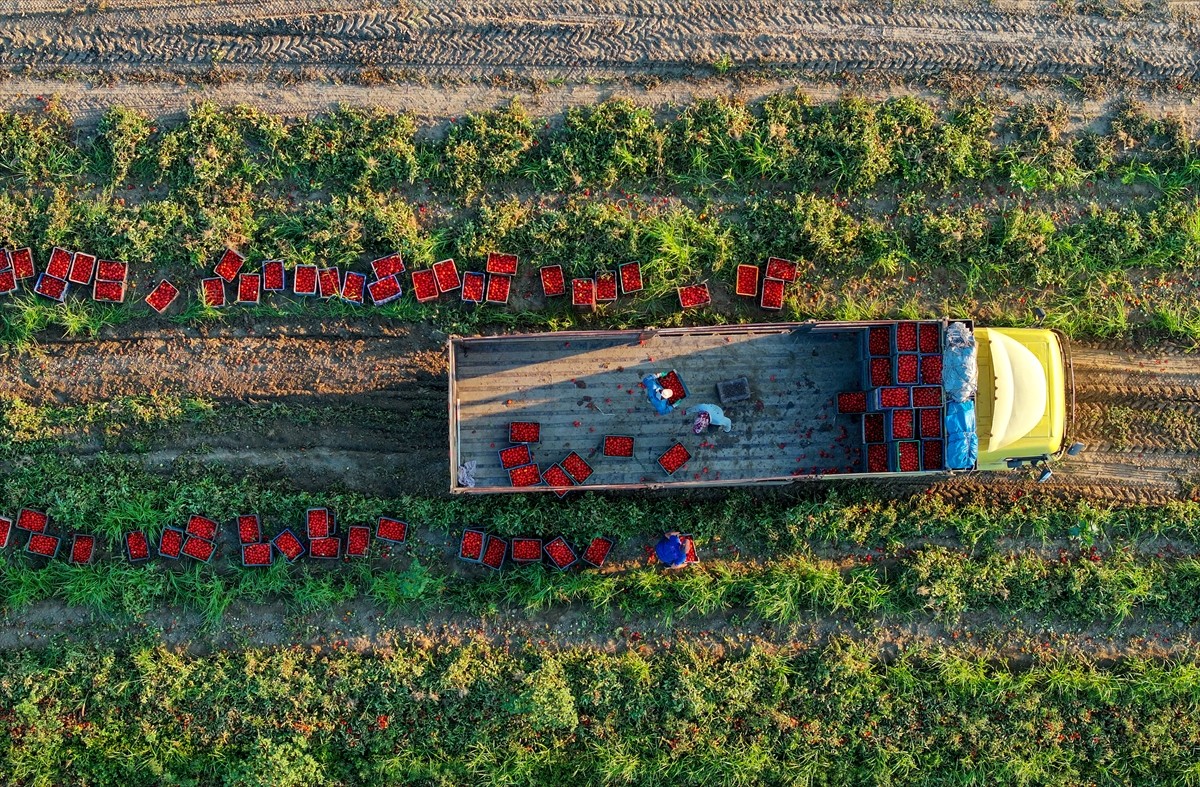 Türkiye'nin önemli tarım havzalarından İzmir'deki ovalarda yetiştirilen ve kavurucu sıcakta hasat...