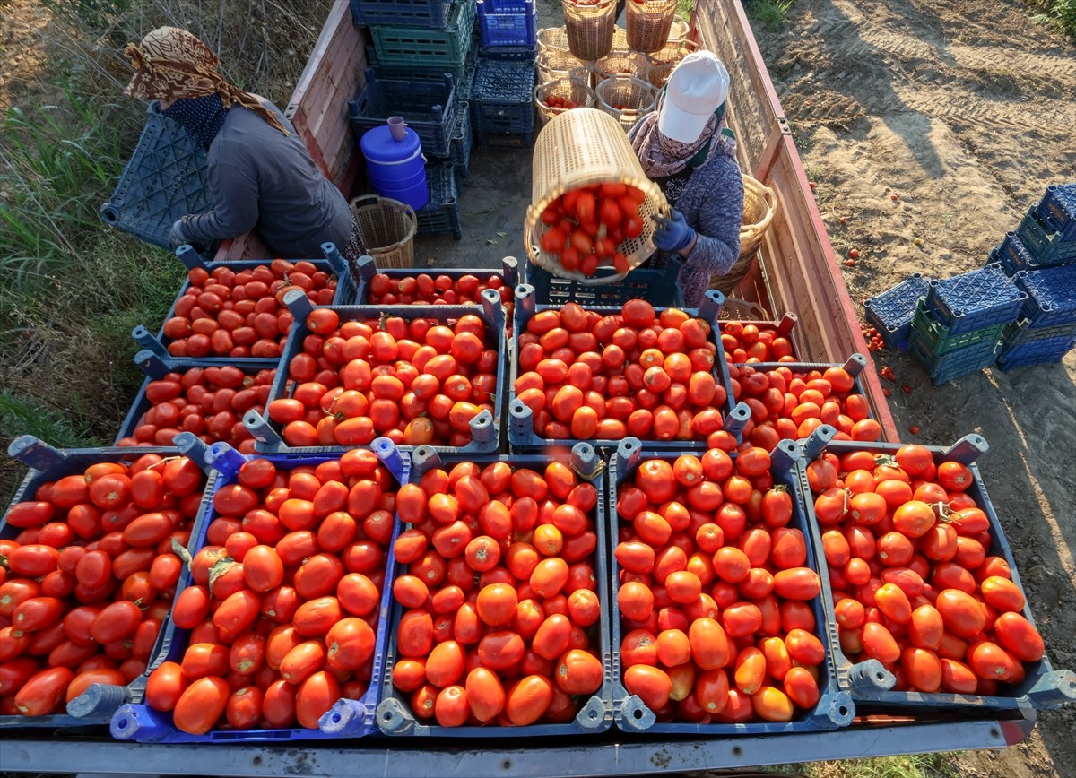 Türkiye'nin önemli tarım havzalarından İzmir'deki ovalarda yetiştirilen ve kavurucu sıcakta hasat...