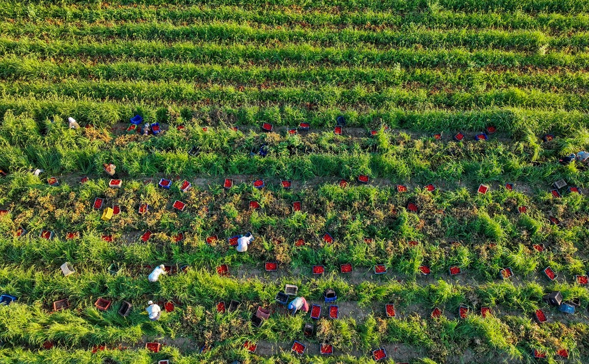 Türkiye'nin önemli tarım havzalarından İzmir'deki ovalarda yetiştirilen ve kavurucu sıcakta hasat...