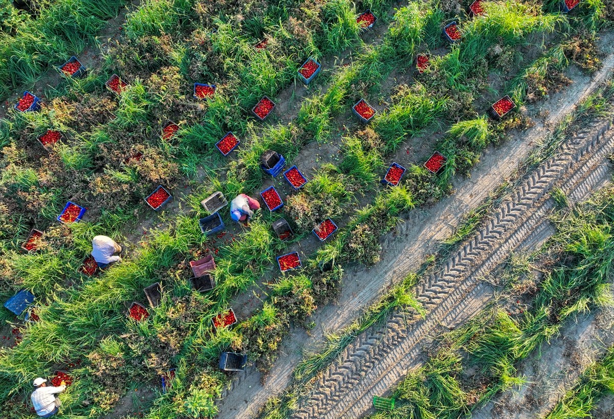 Türkiye'nin önemli tarım havzalarından İzmir'deki ovalarda yetiştirilen ve kavurucu sıcakta hasat...