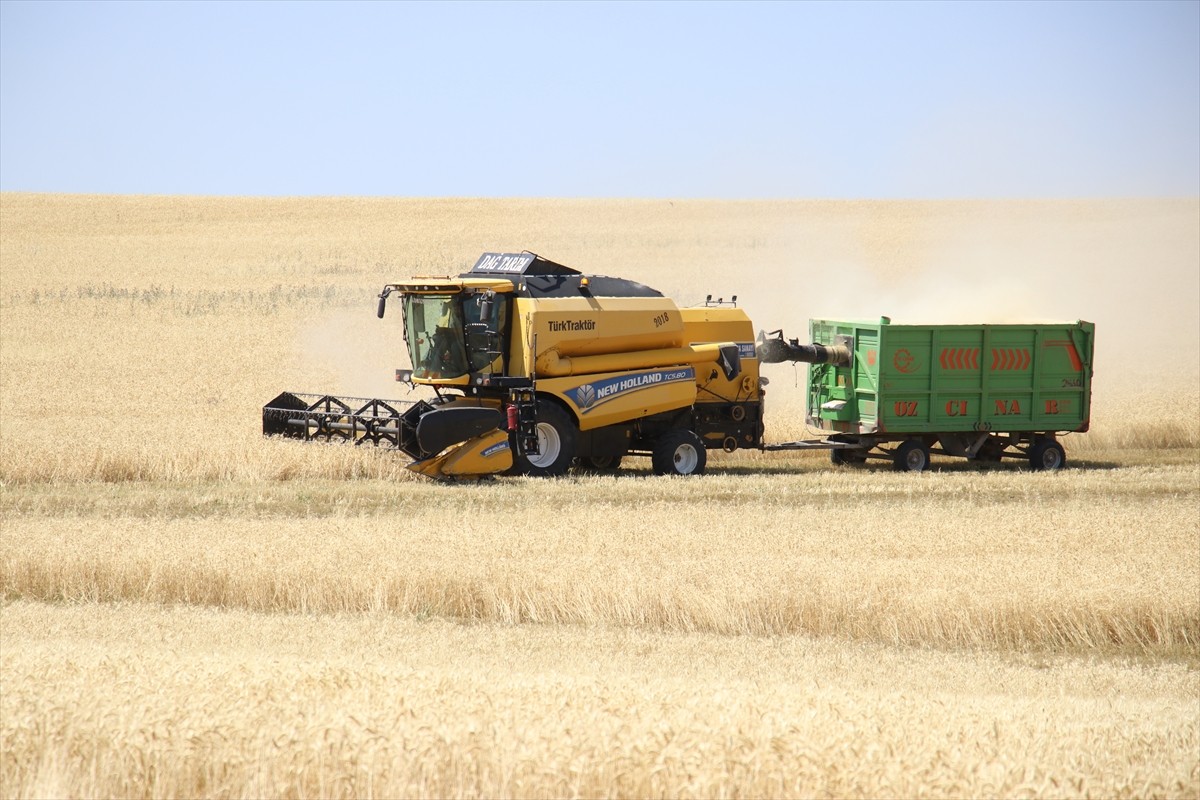 Ağrı'nın bereketli ovalarındaki buğday tarlalarında biçerdöverlerle hasat heyecanı...