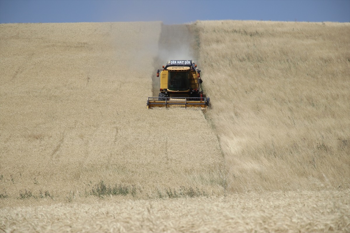 Ağrı'nın bereketli ovalarındaki buğday tarlalarında biçerdöverlerle hasat heyecanı...