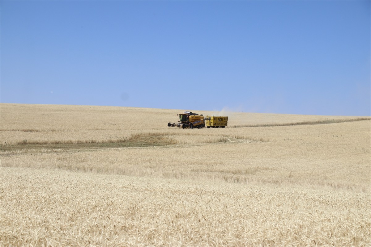 Ağrı'nın bereketli ovalarındaki buğday tarlalarında biçerdöverlerle hasat heyecanı...