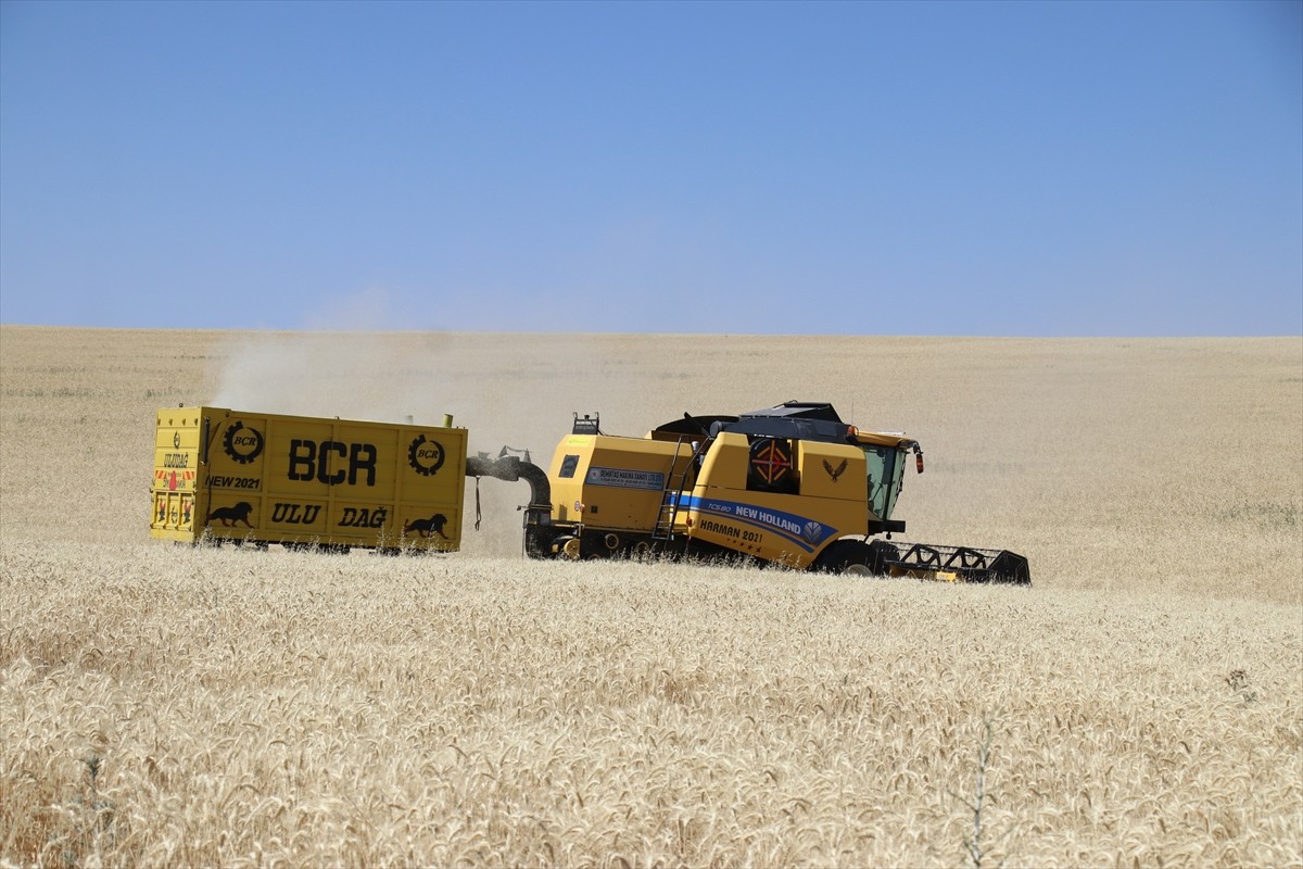 Ağrı'nın bereketli ovalarındaki buğday tarlalarında biçerdöverlerle hasat heyecanı...