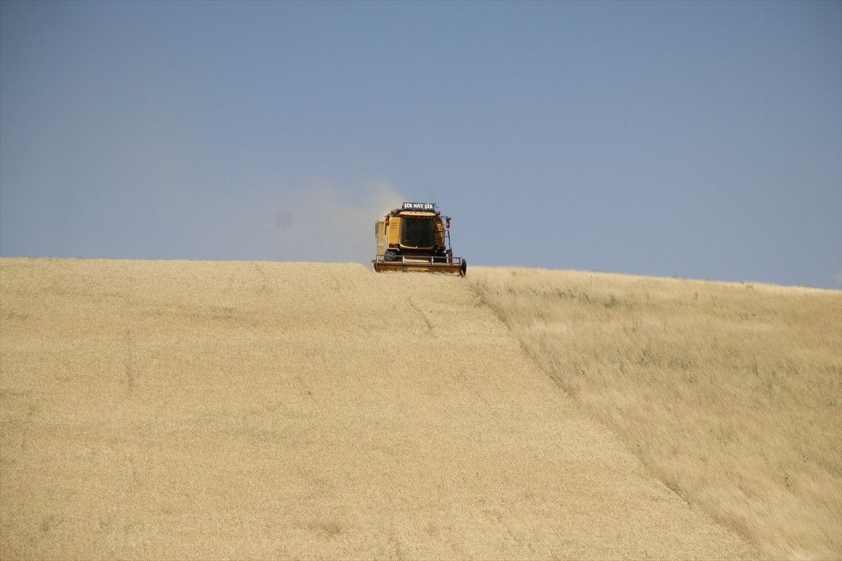 Ağrı'nın bereketli ovalarındaki buğday tarlalarında biçerdöverlerle hasat heyecanı...