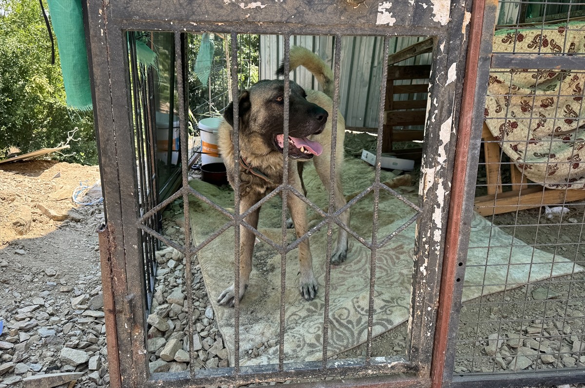 Antalya'nın Alanya ilçesinde sahipli köpeğin saldırısına uğrayan Kazakistan uyruklu 11 yaşındaki...