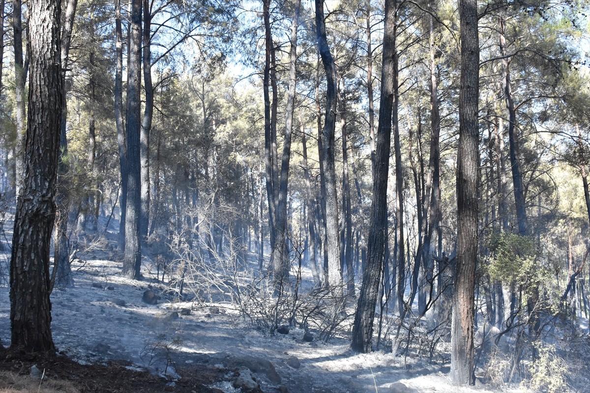 Antalya'nın Serik ilçesinde, ormanlık alanda çıkan yangın havadan ve karadan müdahaleyle kontrol...