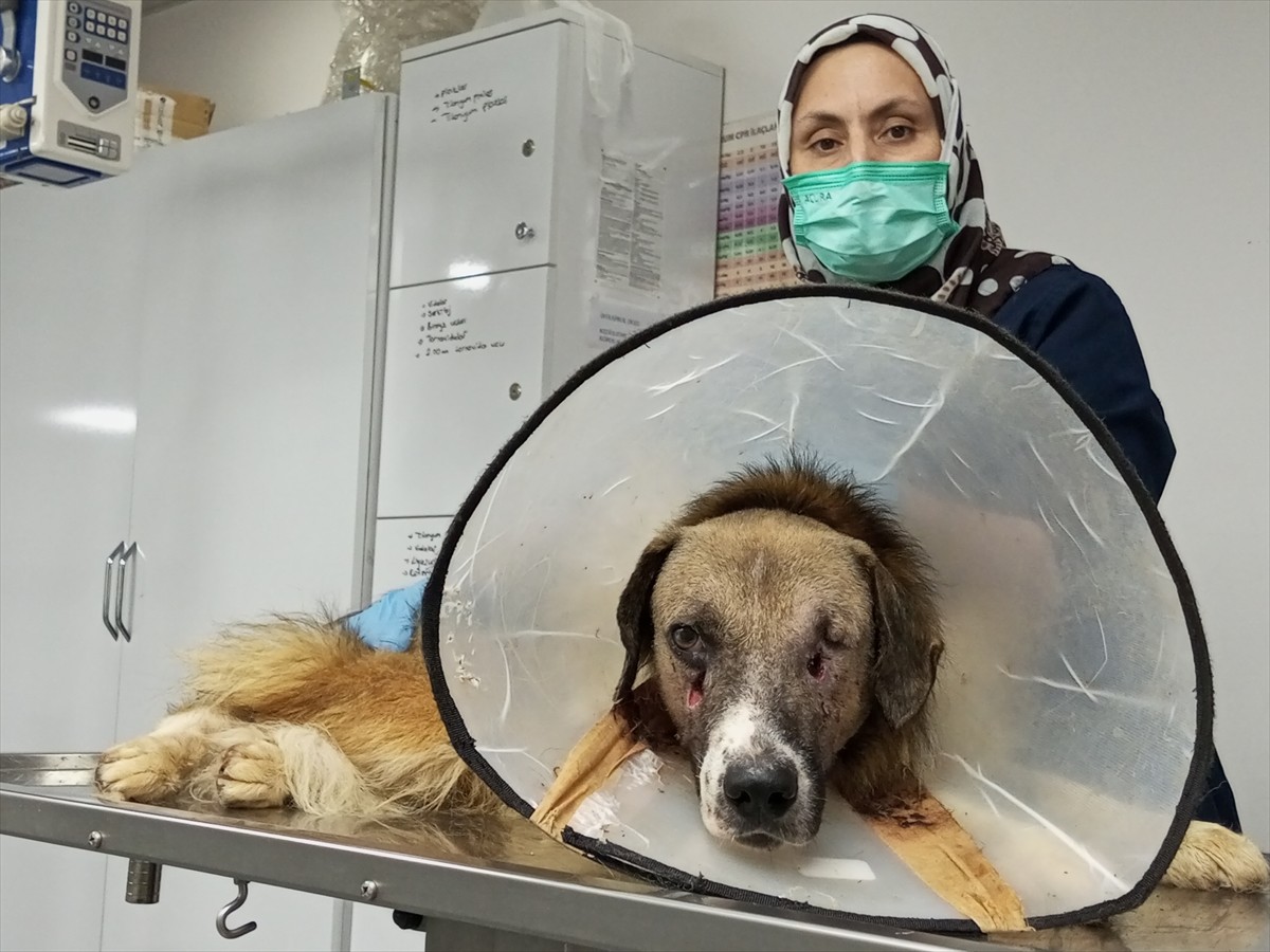 Bartın'da kimliği belirsiz kişiler tarafından silahla vurulan sahipsiz köpeğin tedavisi sürüyor....