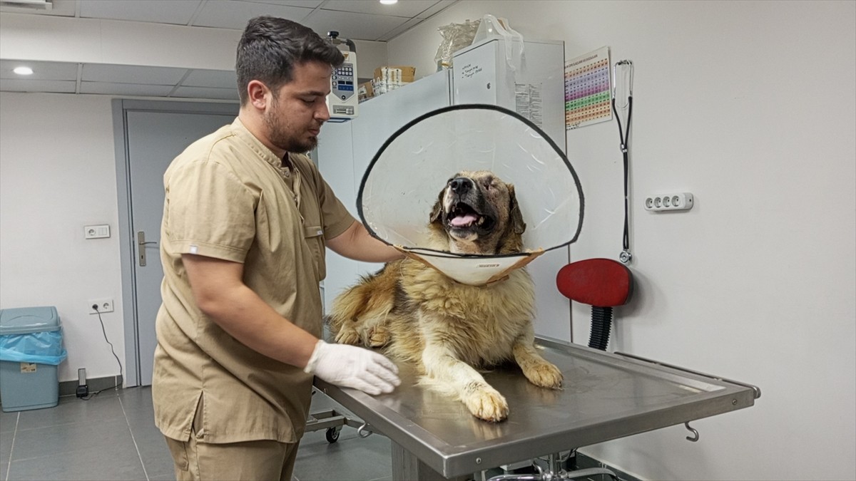 Bartın'da kimliği belirsiz kişiler tarafından silahla vurulan sahipsiz köpeğin tedavisi sürüyor....