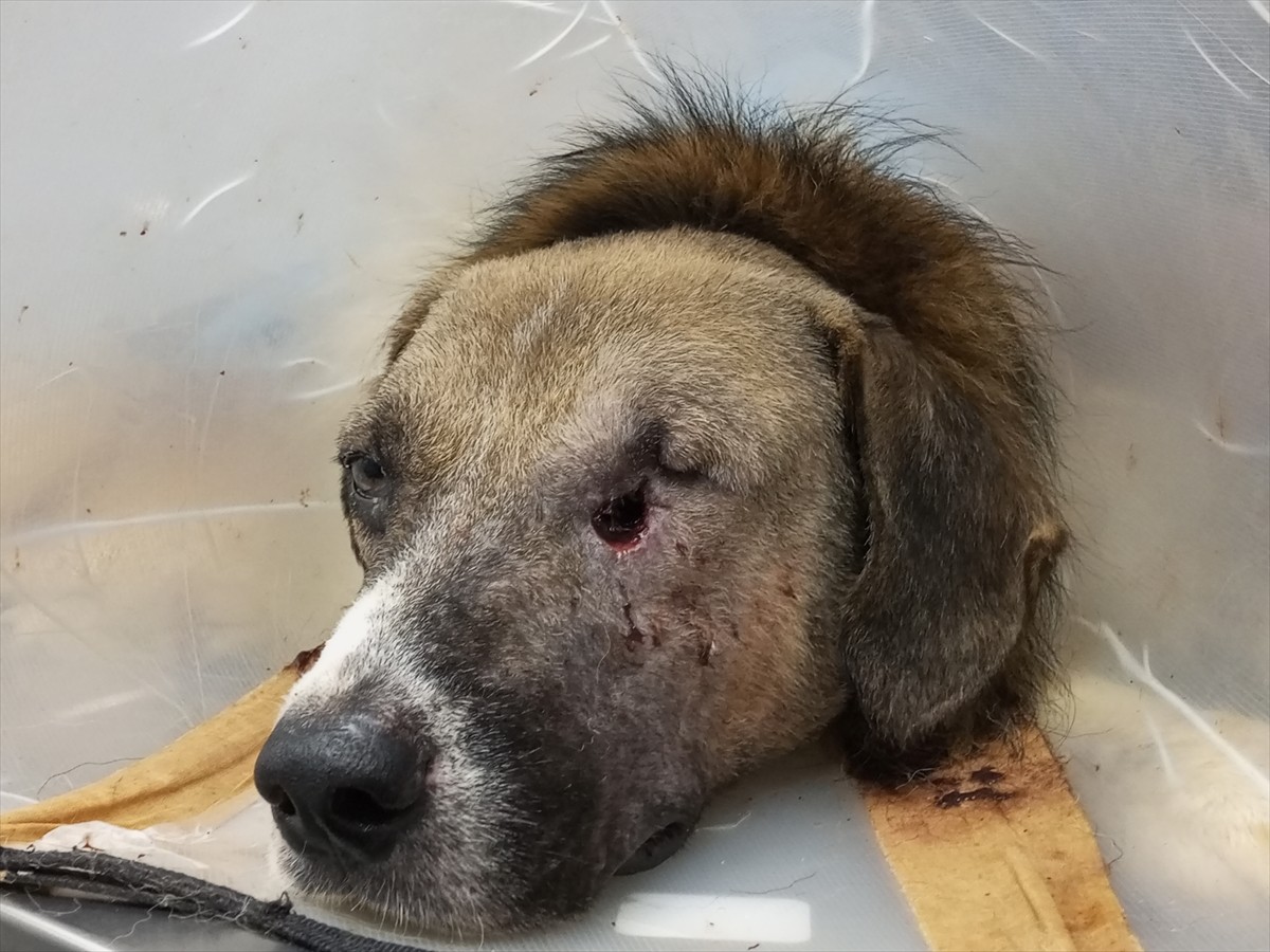 Bartın'da kimliği belirsiz kişiler tarafından silahla vurulan sahipsiz köpeğin tedavisi sürüyor....