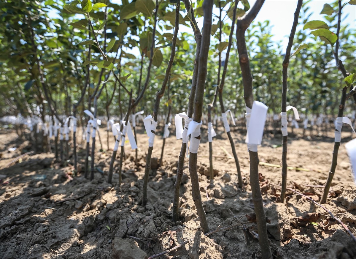 Bursa'nın İnegöl ilçesinde yılda 1 milyon meyve fidanı yetiştiren Ayşe ve Mehmet Ergene çifti...
