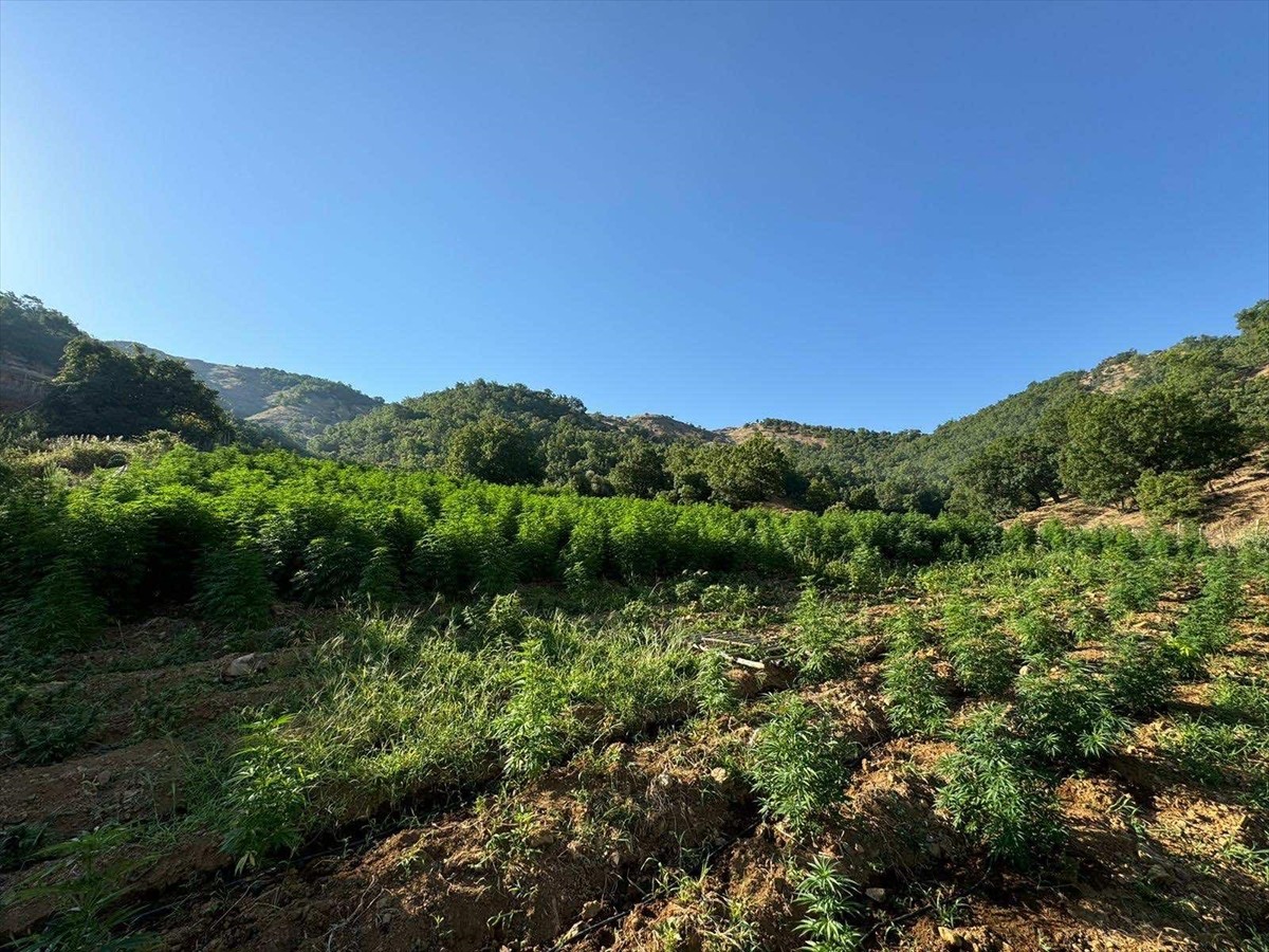 Diyarbakır'ın Lice ilçesinde düzenlenen operasyonda, 1 milyon 635 bin 230 kök Hint keneviri, 190...