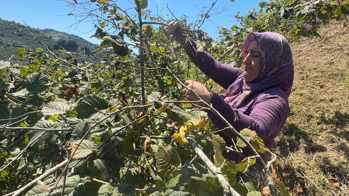 Giresun'da sahil kesimindeki fındık üreticileri, ürünü toplamaya başladı.