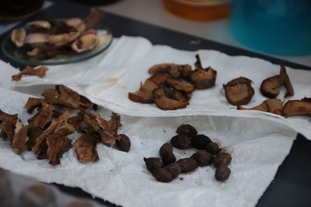 Iğdır Üniversitesi laboratuvarlarında yöreden yetişen tarımsal ve endemik türler ile Ağır Dağı...