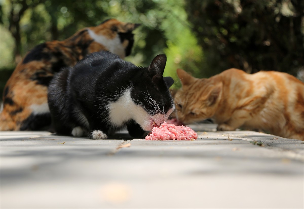İran’ın başkenti Tahran’ın merkezinde yer alan kentin en eski ve en büyük parklarından Lale Parkı...