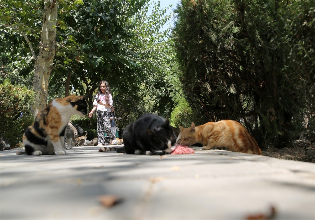 İran’ın başkenti Tahran’ın merkezinde yer alan kentin en eski ve en büyük parklarından Lale Parkı...