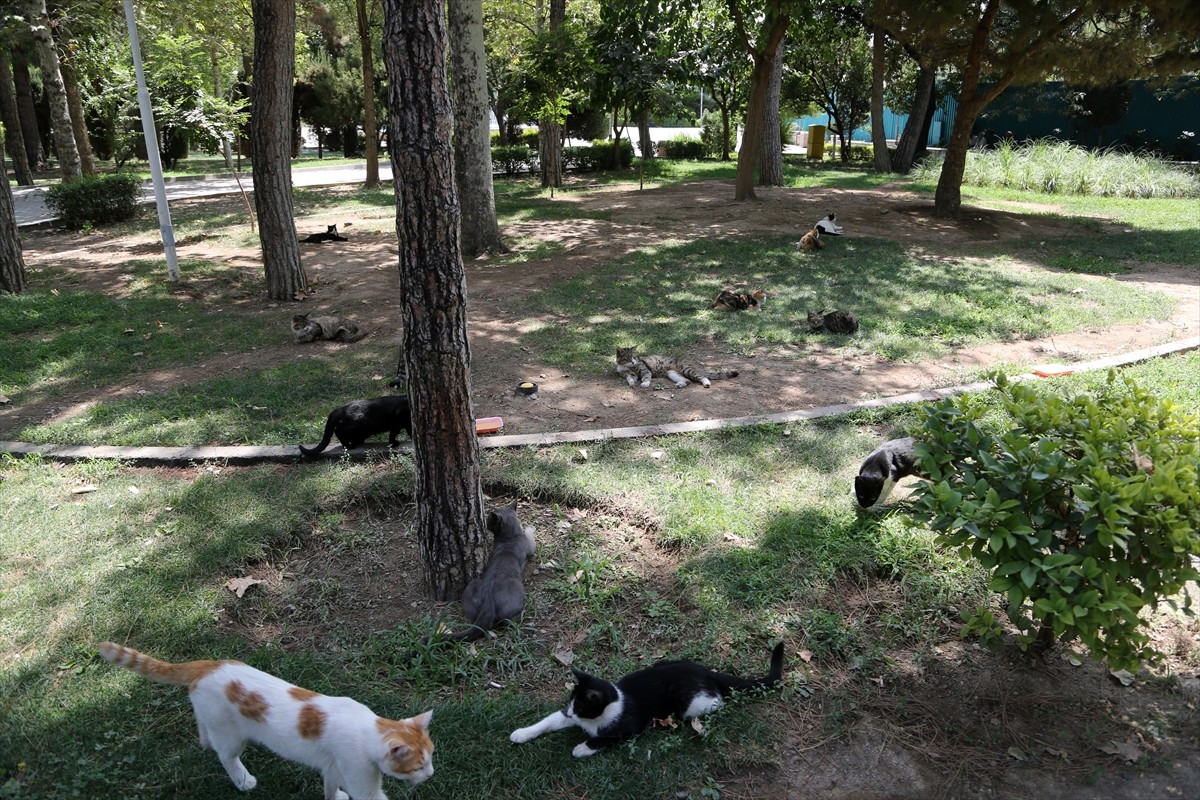 İran’ın başkenti Tahran’ın merkezinde yer alan kentin en eski ve en büyük parklarından Lale Parkı...