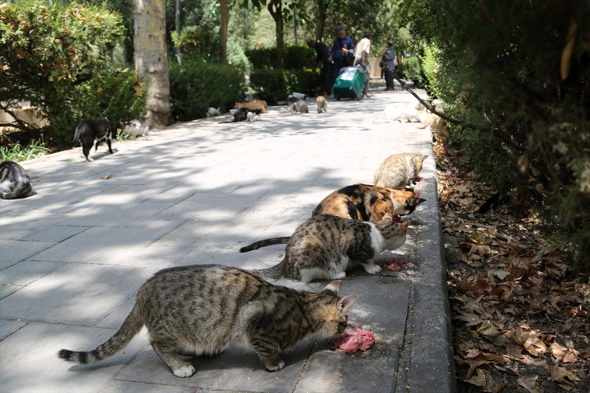 İran’ın başkenti Tahran’ın merkezinde yer alan kentin en eski ve en büyük parklarından Lale Parkı...