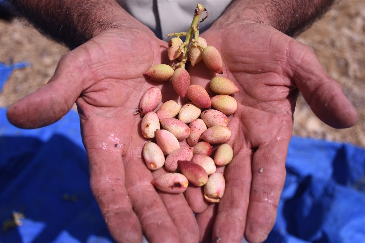 Karaman'da Akdeniz iklimine yakın hava şartlarının yaşandığı Nunu Vadisi'nde bulunan Çukur köyünde...